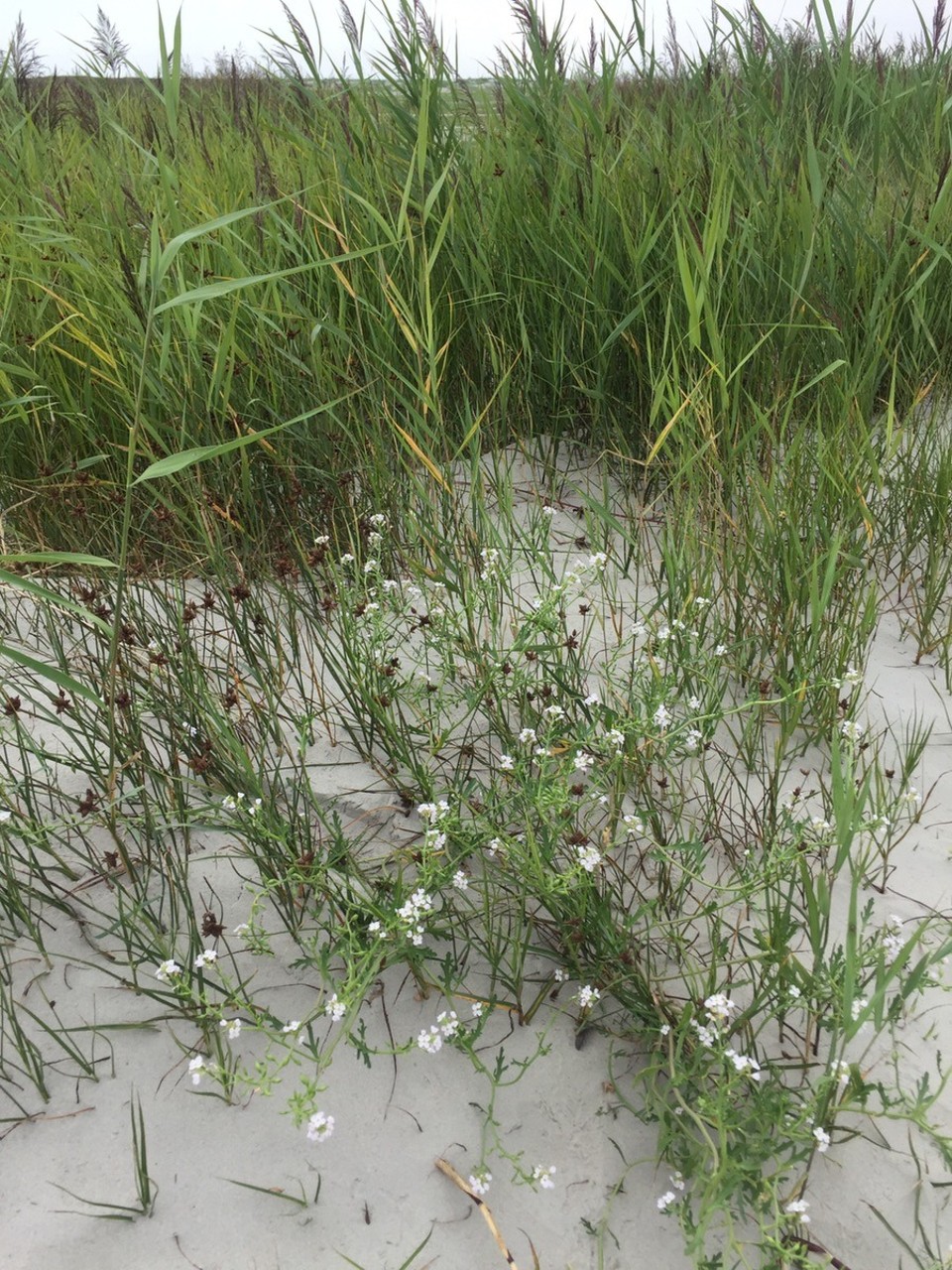 Niederlande - Schiermonnikoog - 