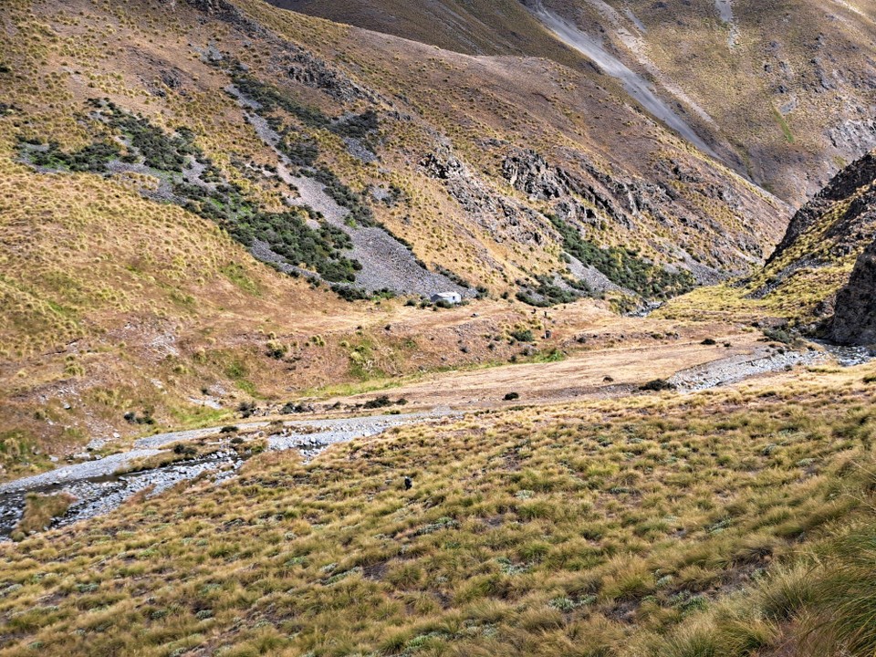 Neuseeland - Peel Forest - 