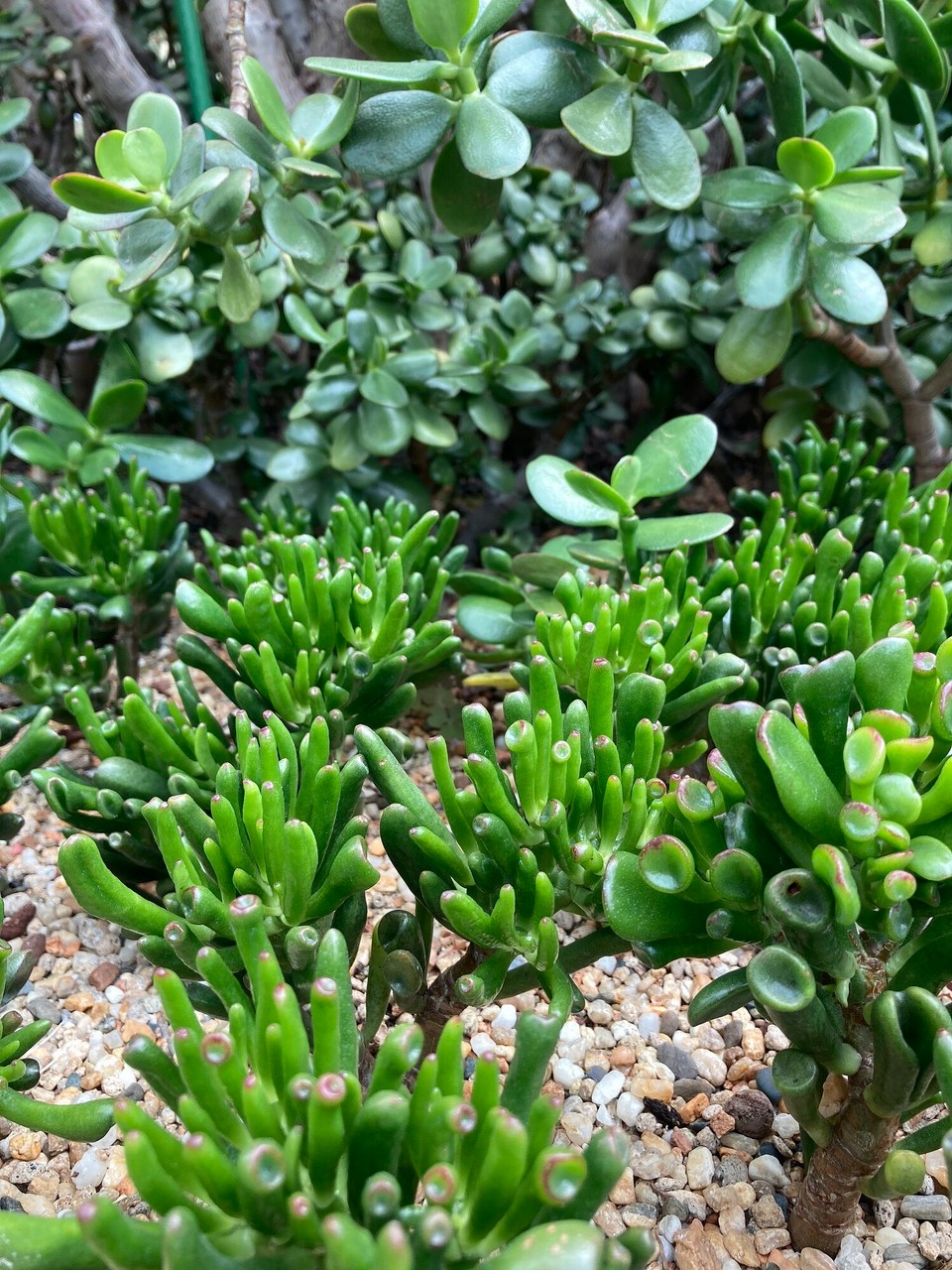 Singapur - Singapur - 