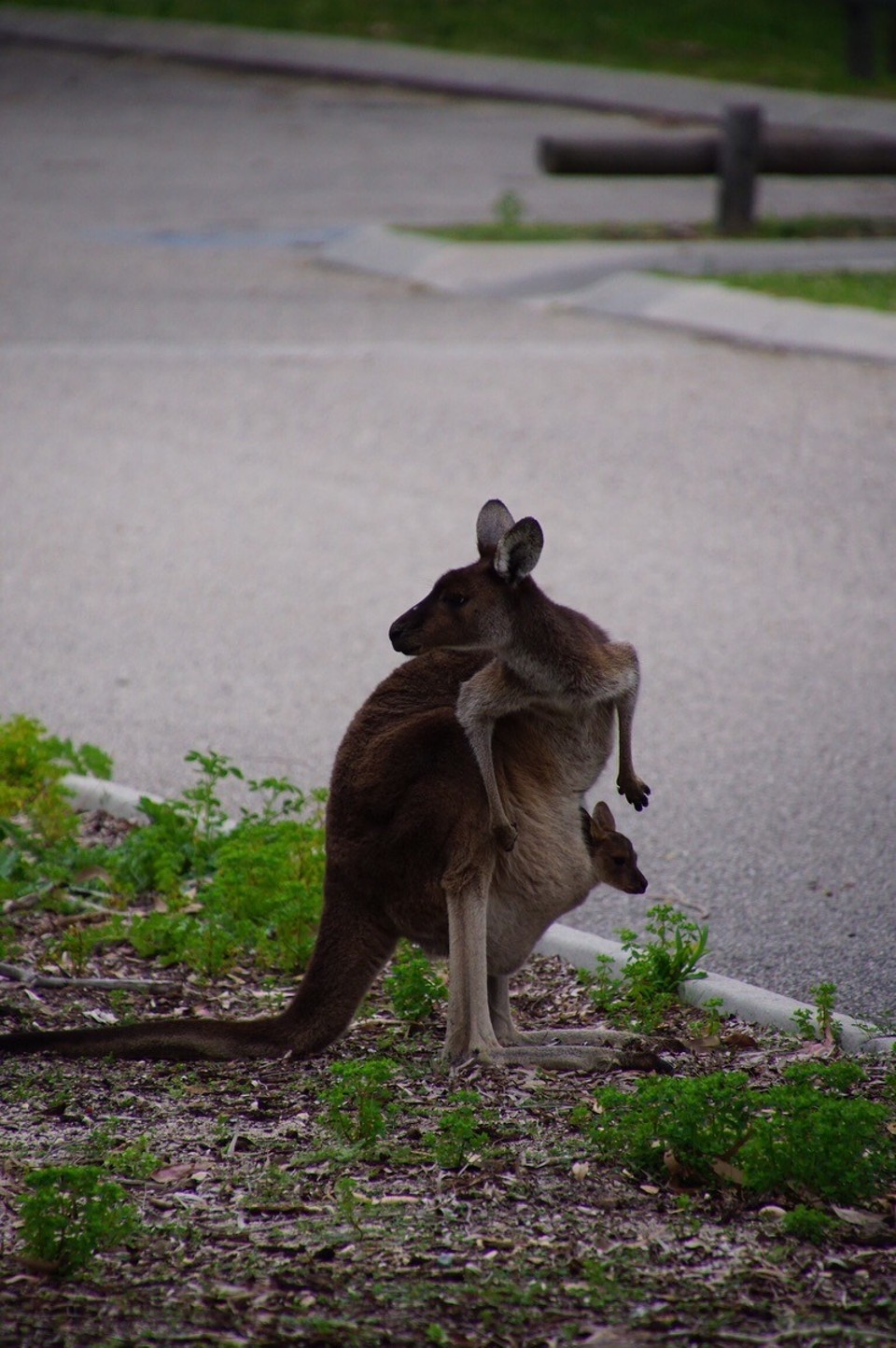 Australien - Fremantle - Sogar ein kleines Känguru im Beutel...
