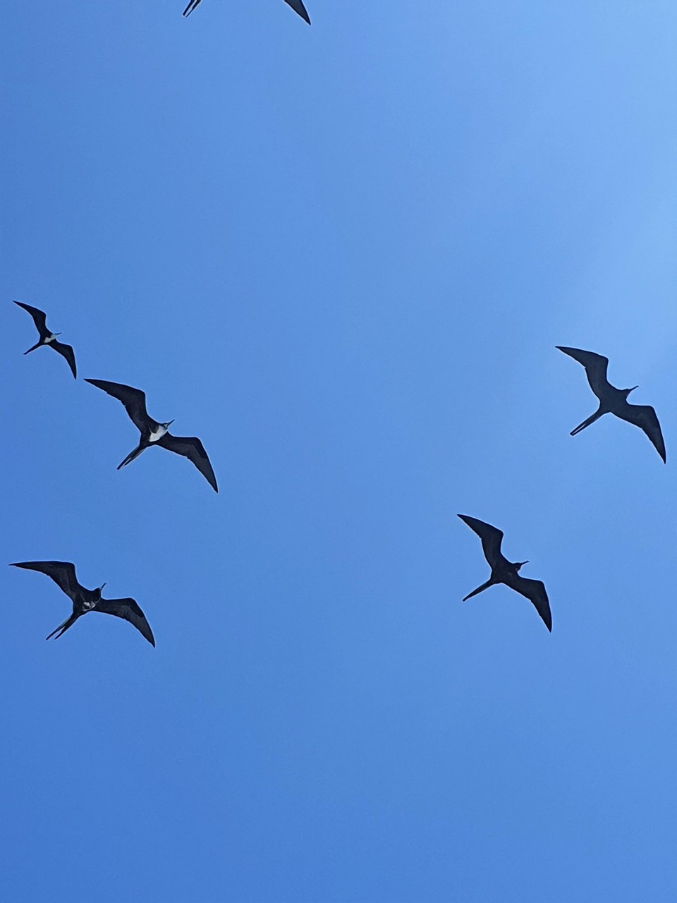 Ecuador - Santa Cruz Island - Our frigate birds. As we motored, we had frigate birds follow our wake