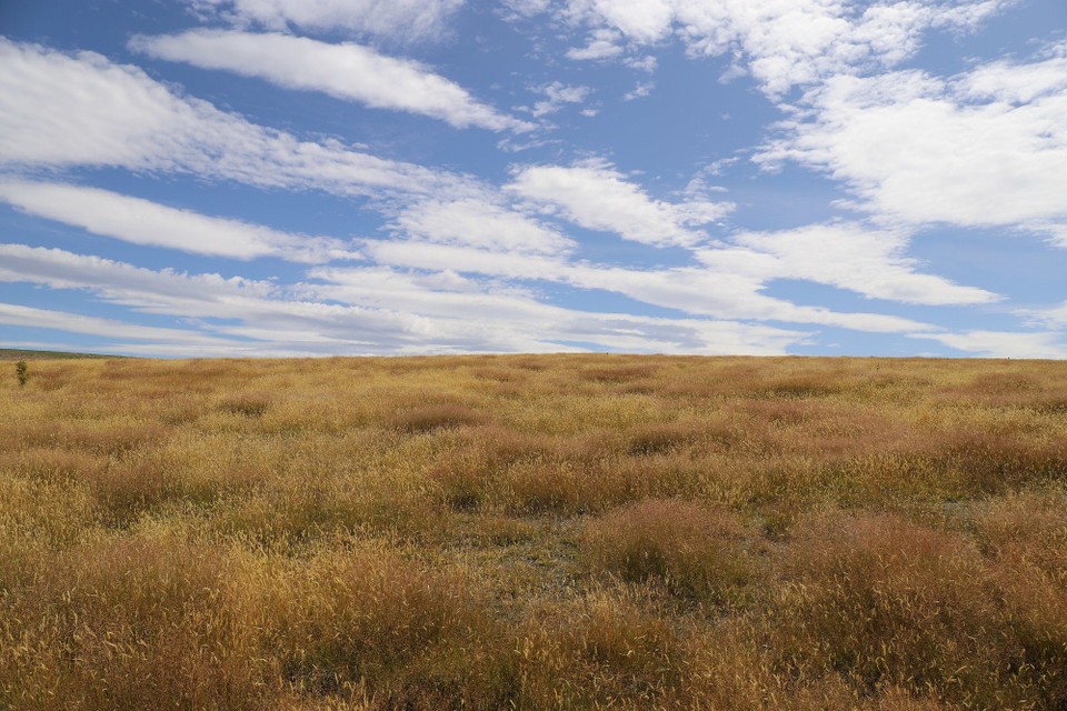 Neuseeland - Lake Tekapo - 