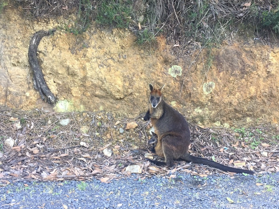  - Australia, Wilsons Promontory National Park, Mt Oberon - 