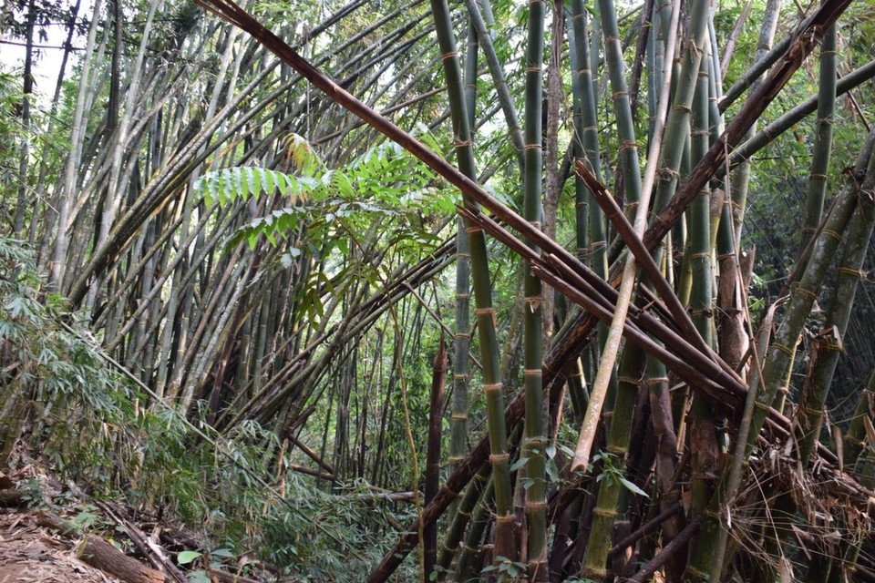 Thailand - Chiang Mai - 1500m durch den Urwald und immer steil bergauf 