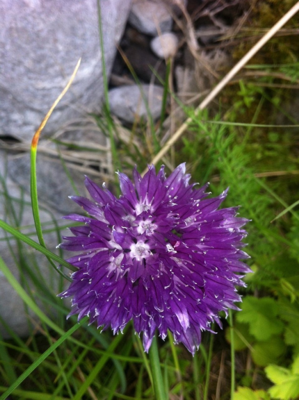 Norway - Skjervøy - wild blühender Schnittlauch