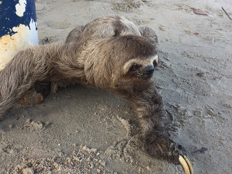 Brasilien - Ilha de Itamaracá - Faultier am Strand