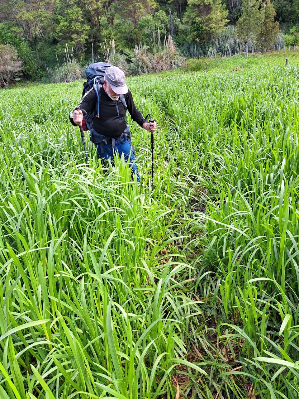 Neuseeland - Rangiriri - weiter durch den Sumpf 