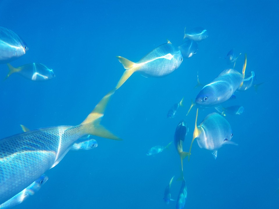 Australia - Whitsundays - Es wurde auch geschnorchelt.