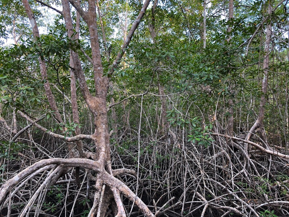 Costa Rica - Quepos - 