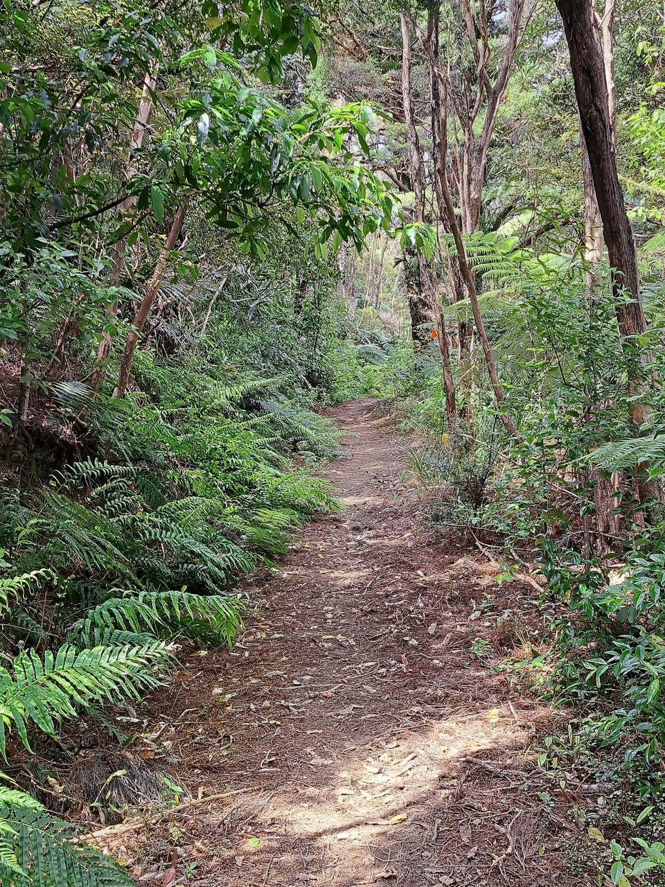 Neuseeland - Mangawhai - 