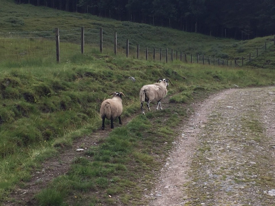 Vereinigtes Königreich - Crianlarich - Begleiter