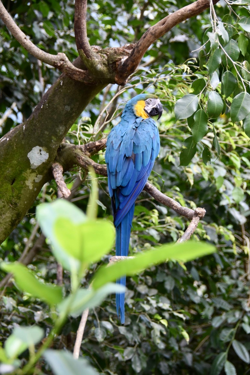 Australien - Kuranda - 