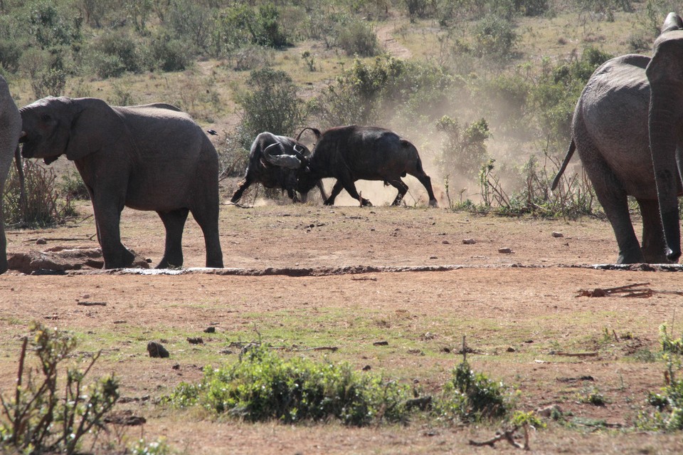 Südafrika - Addo - Rungle in the jungle