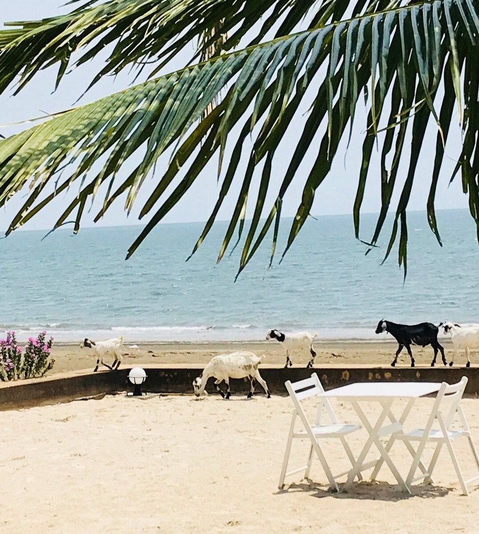 Thailand - Amphoe Mueang Krabi - Goat alert