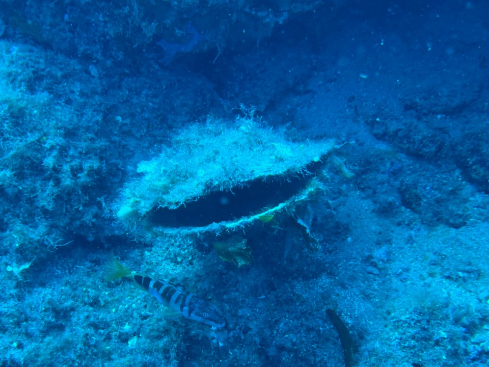 Italien - Capoliveri - Eine Riesenmuschel