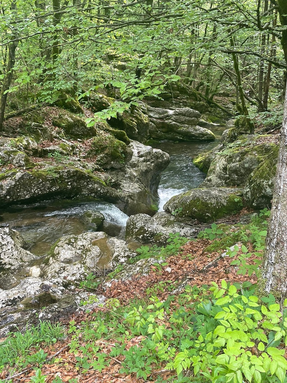 Slowenien - Bohinjsko Jezero - 