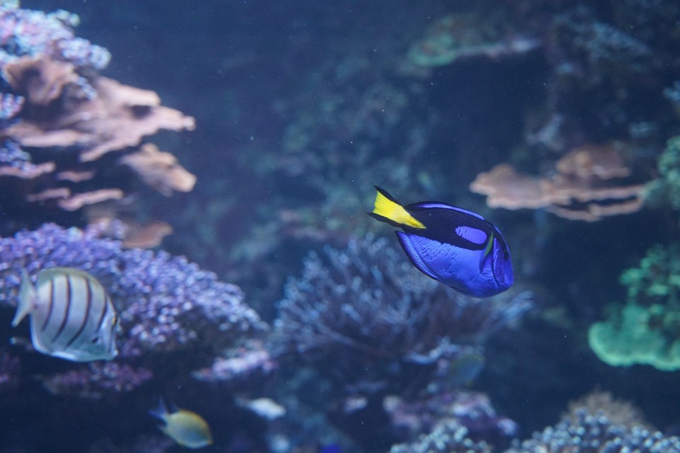 Schweiz - Zürich - Paletten Dokorfisch indischer Ozean und Pazifik vor allem um Indonesien