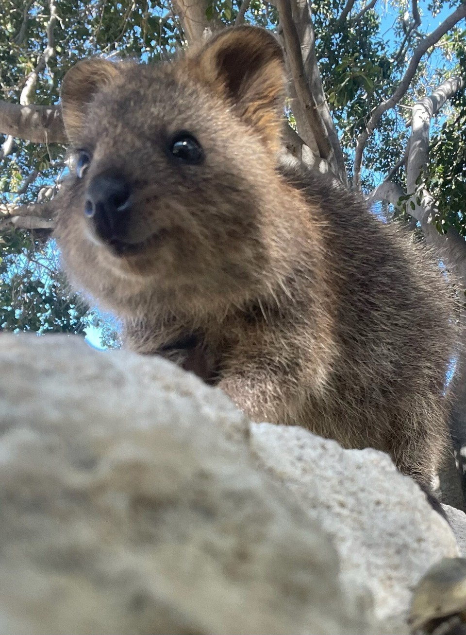 Australien - Rottnest - …aber den wohl niedlichsten Gesichtsausdruck der Tierwelt haben.