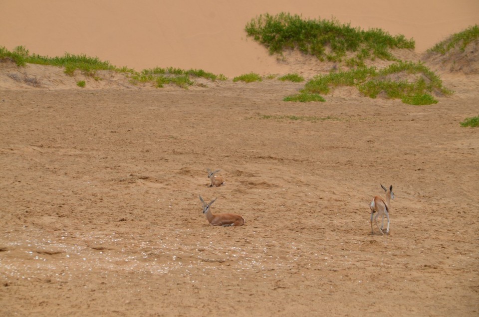 Namibia - Walfischbucht - Springböck