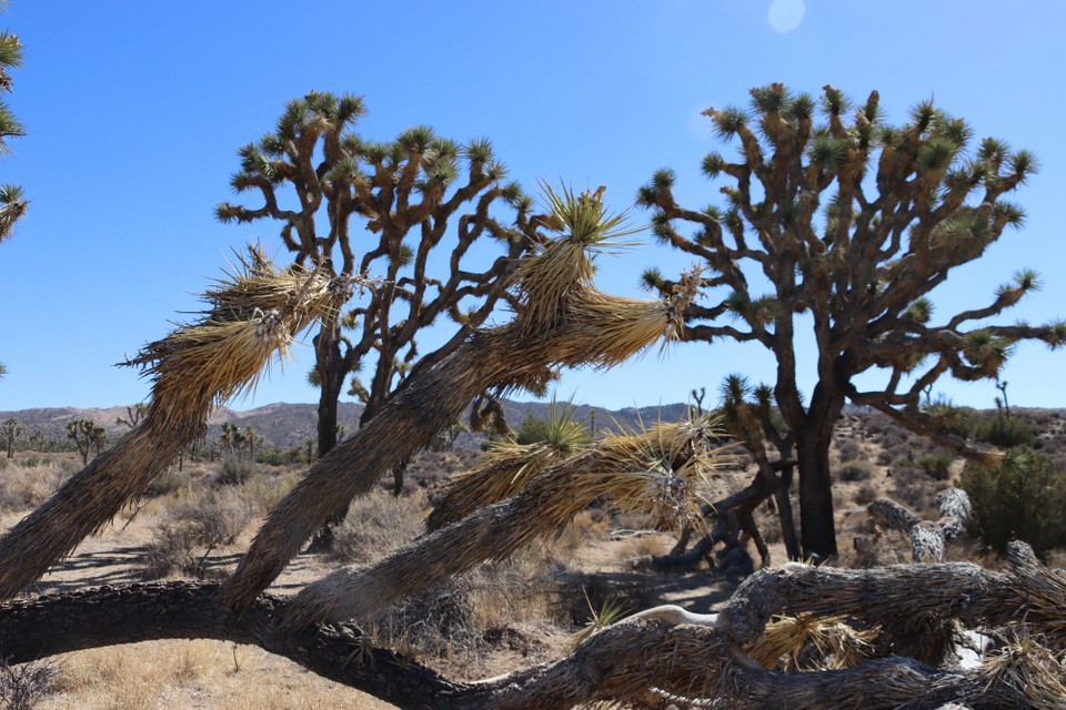 USA - Tucson - Joshua Tree NP
