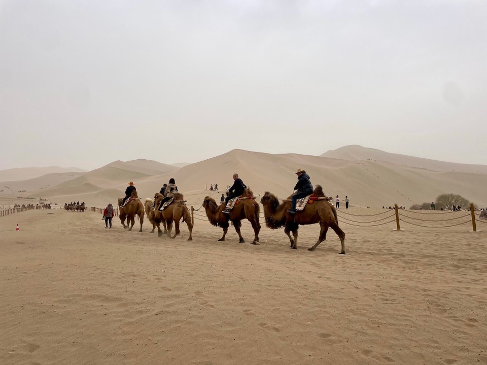 China - Jiuquan - so herzigi Kamel🐫