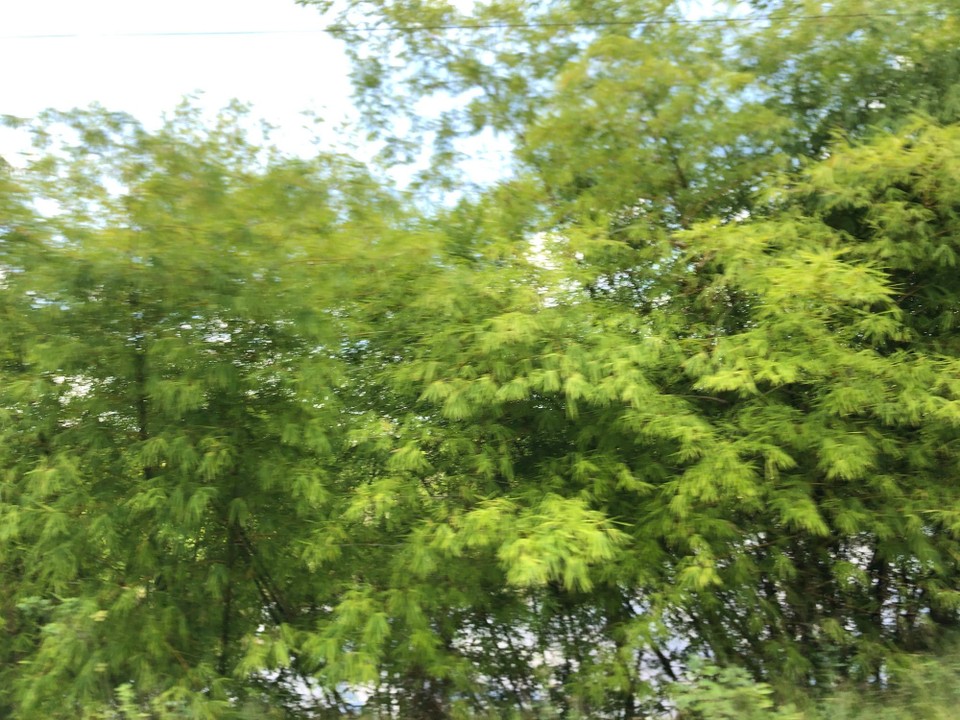 Brasilien - Valença - Bambuswälder