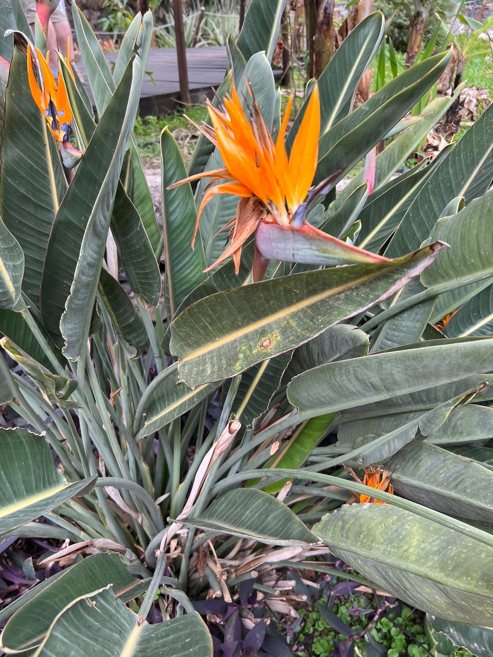 Spanien - Hermigua - Strelizien