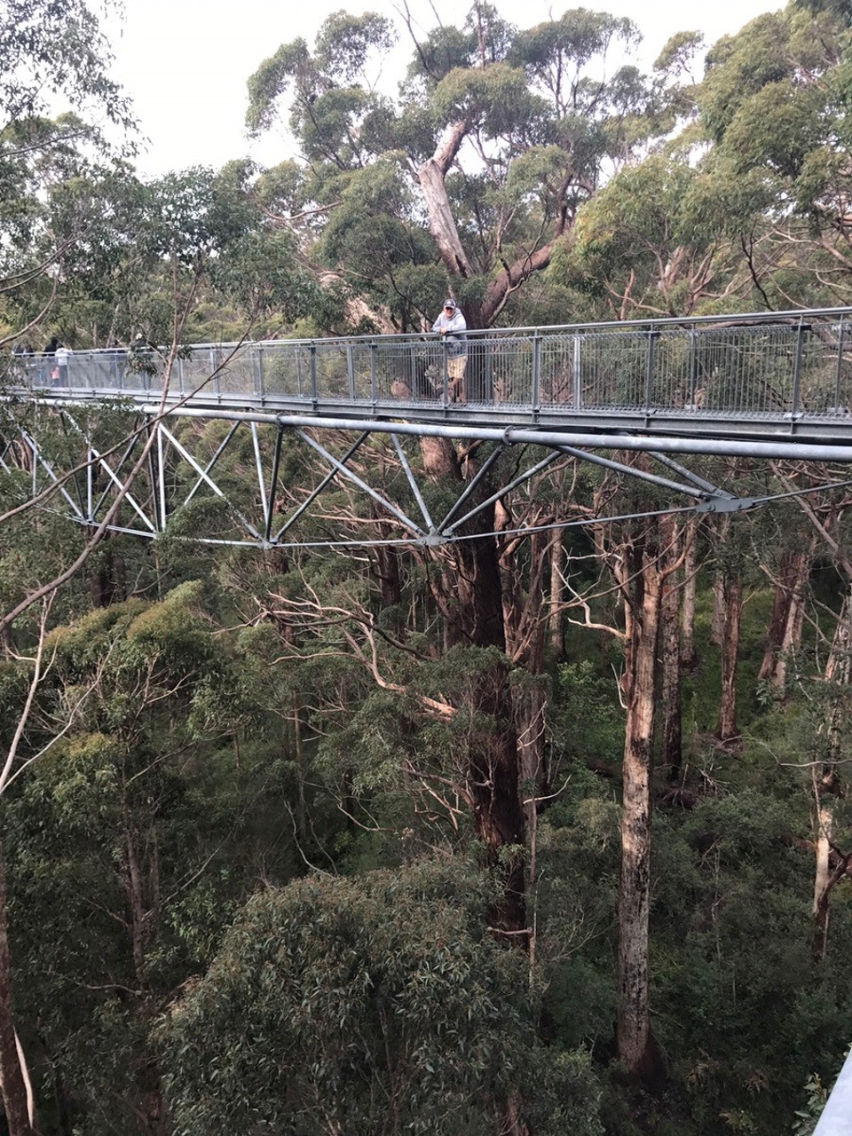 - Australia, Cosy Corner, Torbay Inlet - Treetop walk only 40 mtrs high !!