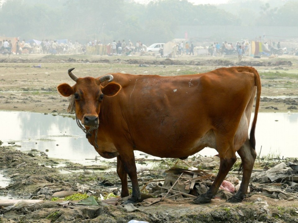 India - New Delhi - 