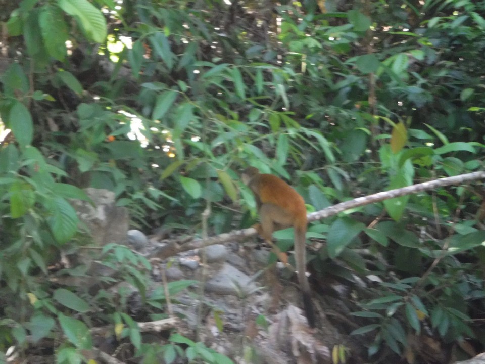 Costa Rica - Parrita - 