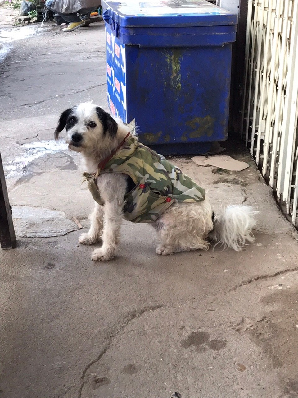 Thailand - Chiang Rai - Dogs are pampered and well groomed pooches here...