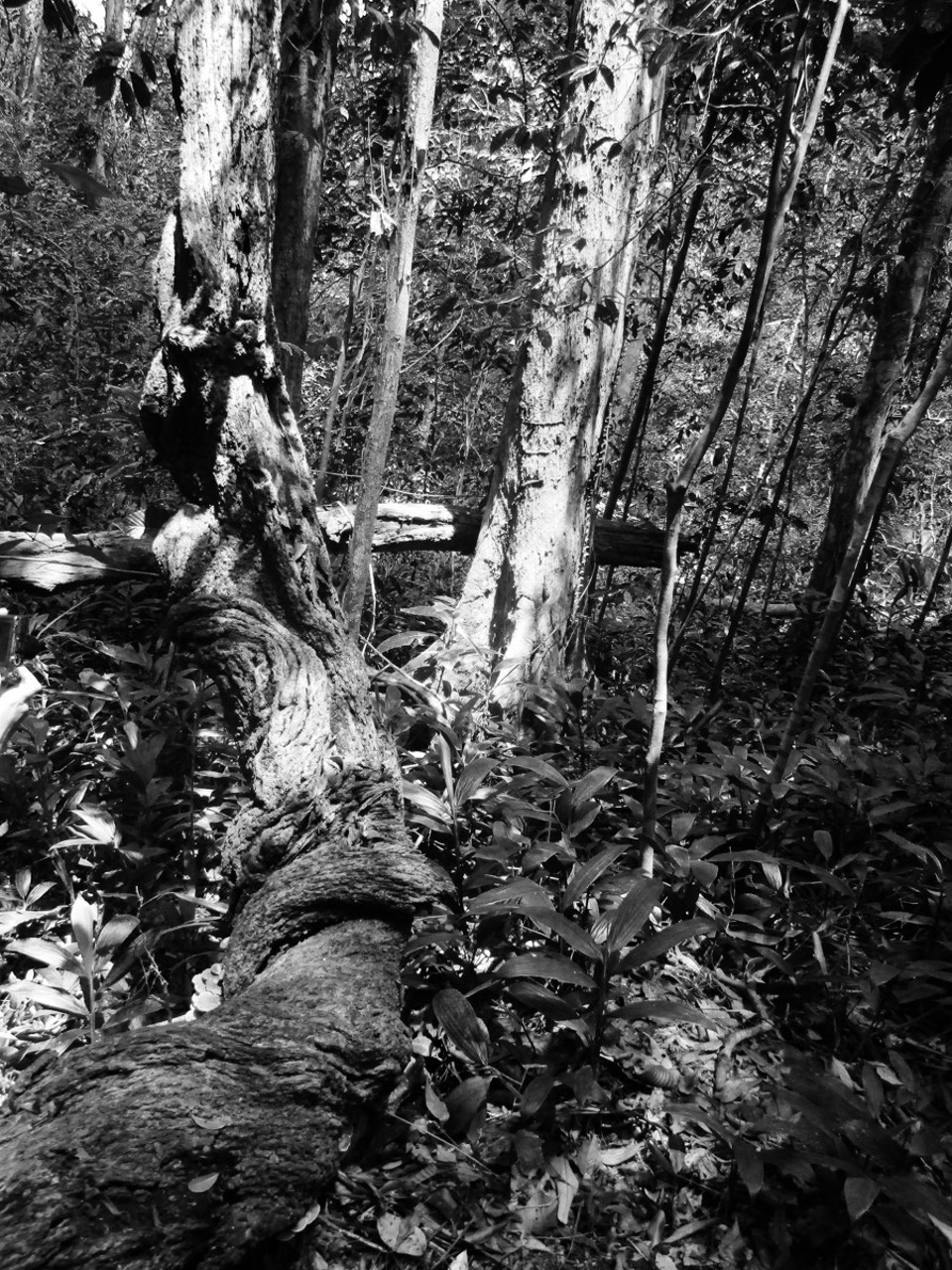 Sri Lanka - unbekannt - 