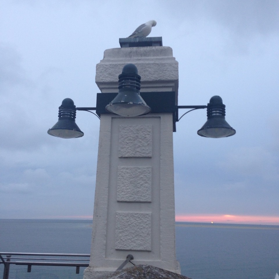 Deutschland - Borkum - Seagull is looking for the  sunset! ;)