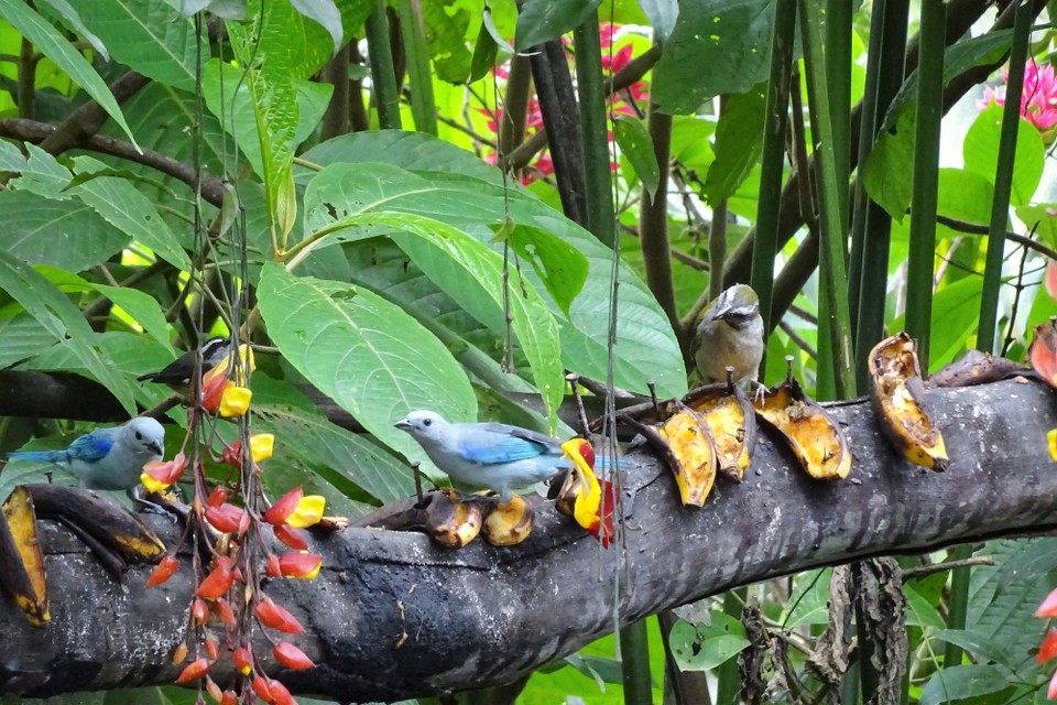 Ecuador - Mindo Valley - Tanagers