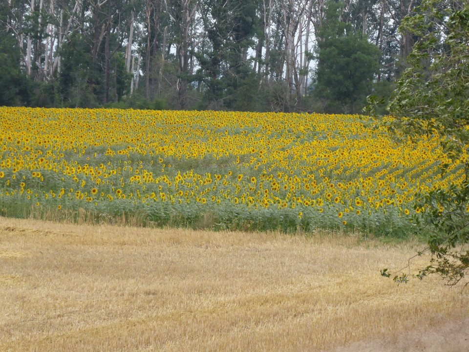 Deutschland - Torgau - Das erste große Sonnenblumenfeld in diesem Jahr. Keine Ahnung, warum die schon alle fertig sind.