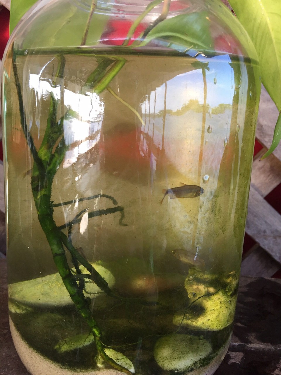 Brasilien - Cairu - Fische im Glas