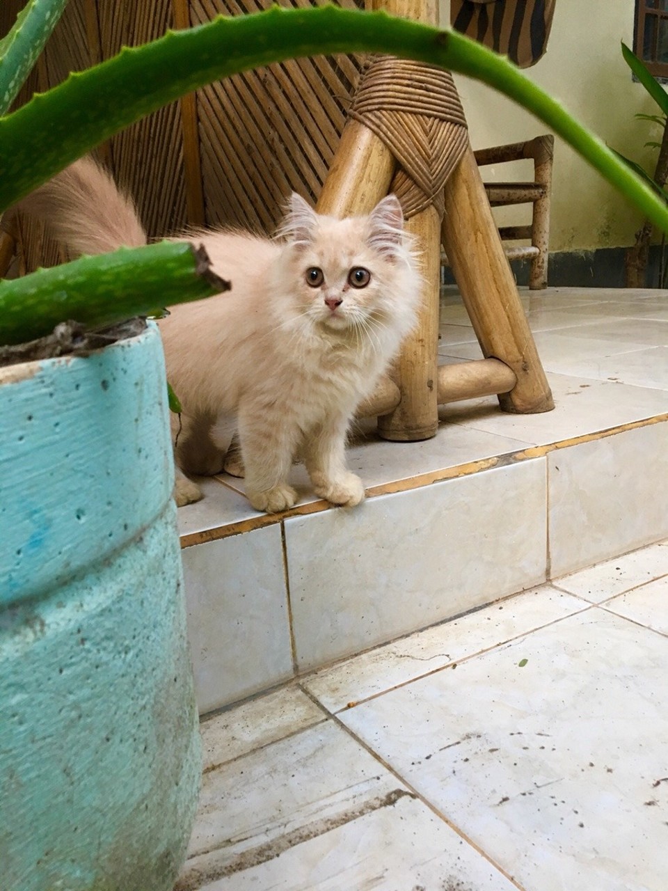 Indonesien - Lombok Utara - 🐈
