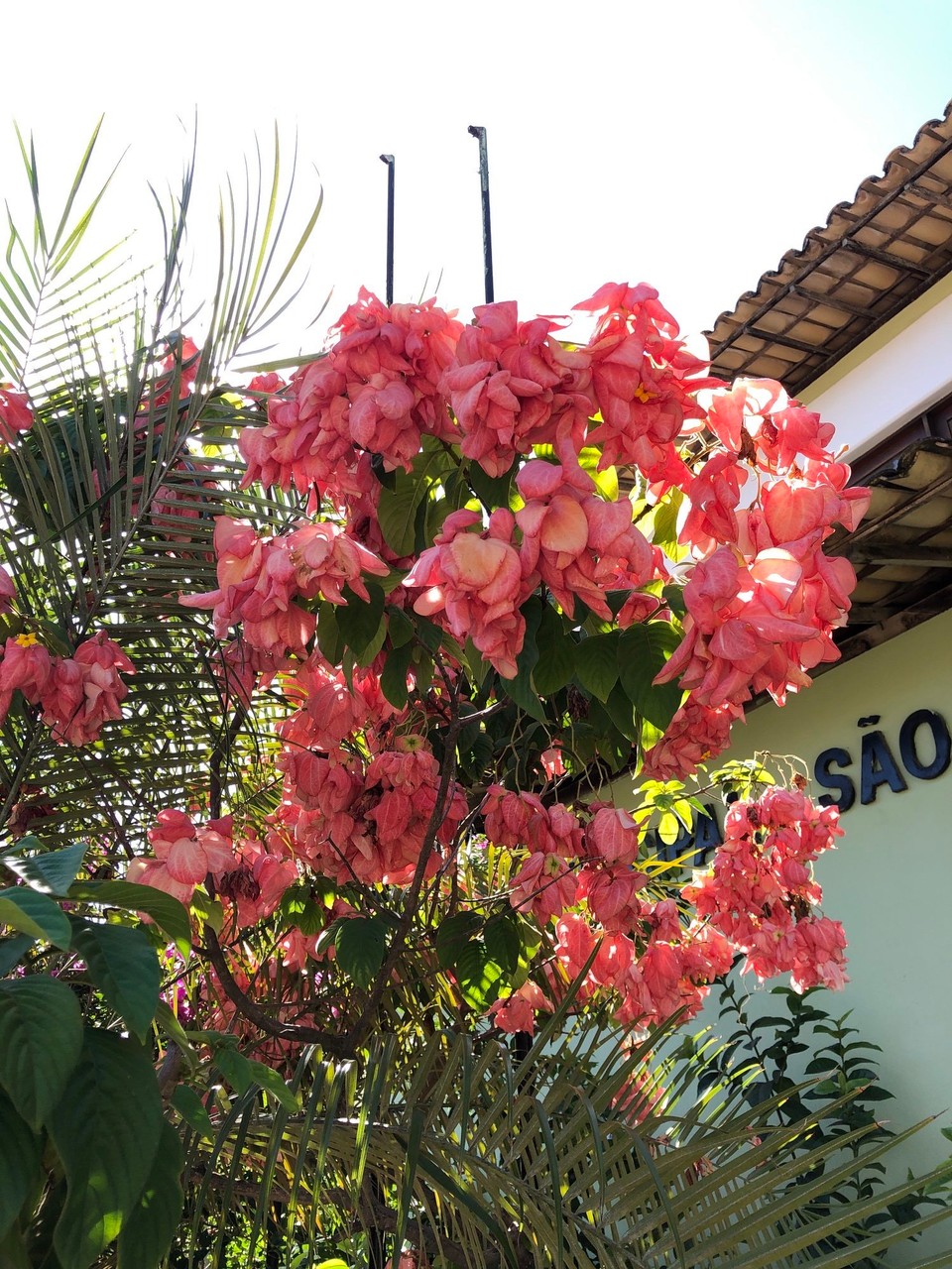 Brasilien - Praia do Forte - 