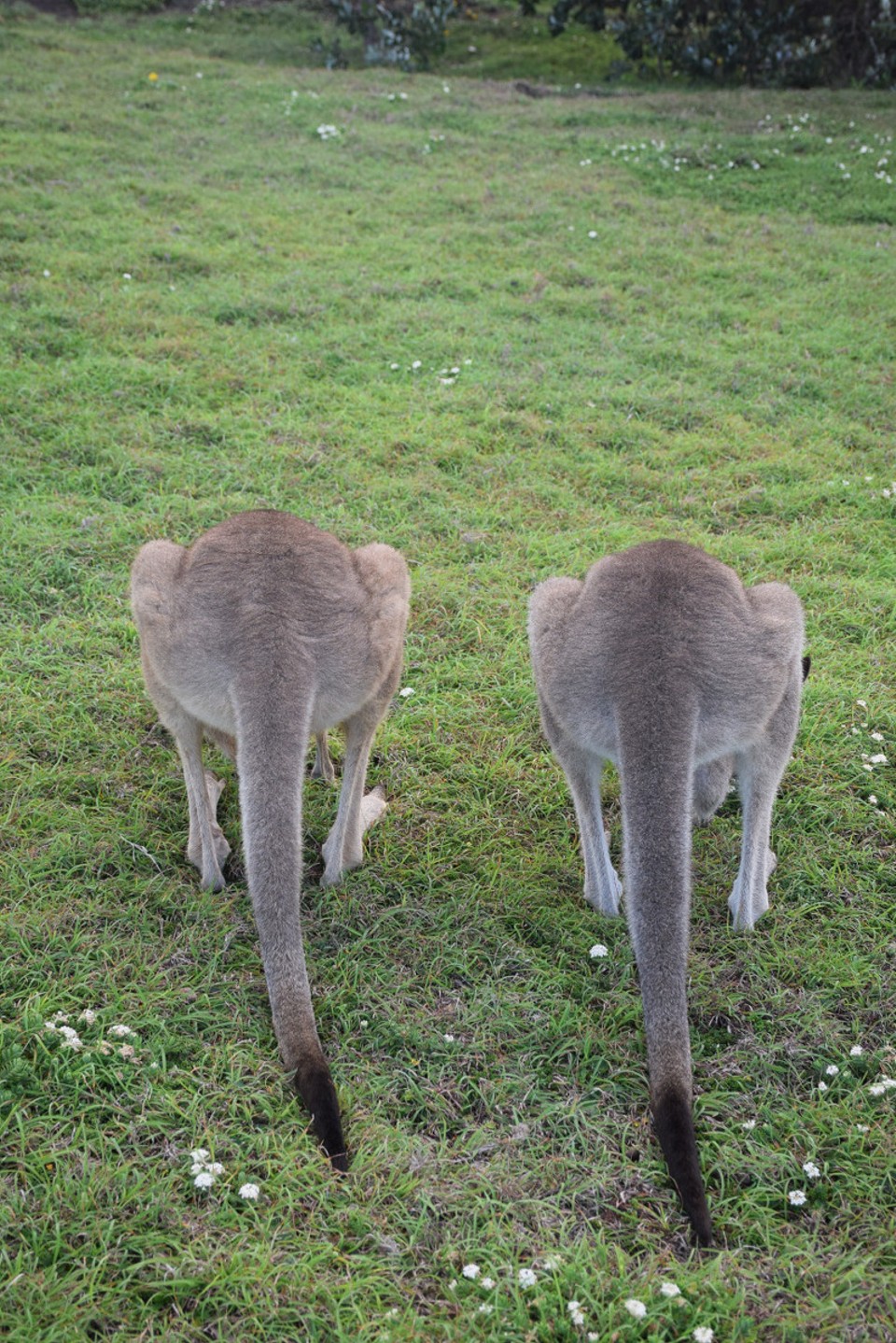 Australien - Coffs Harbour City - 