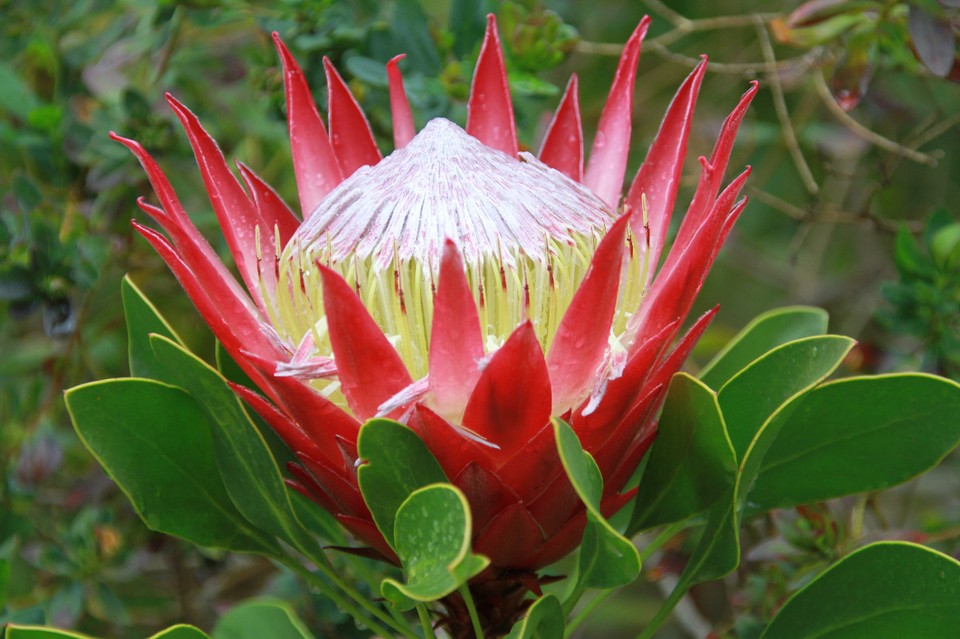 Südafrika - Stellenbosch - Protea und ...