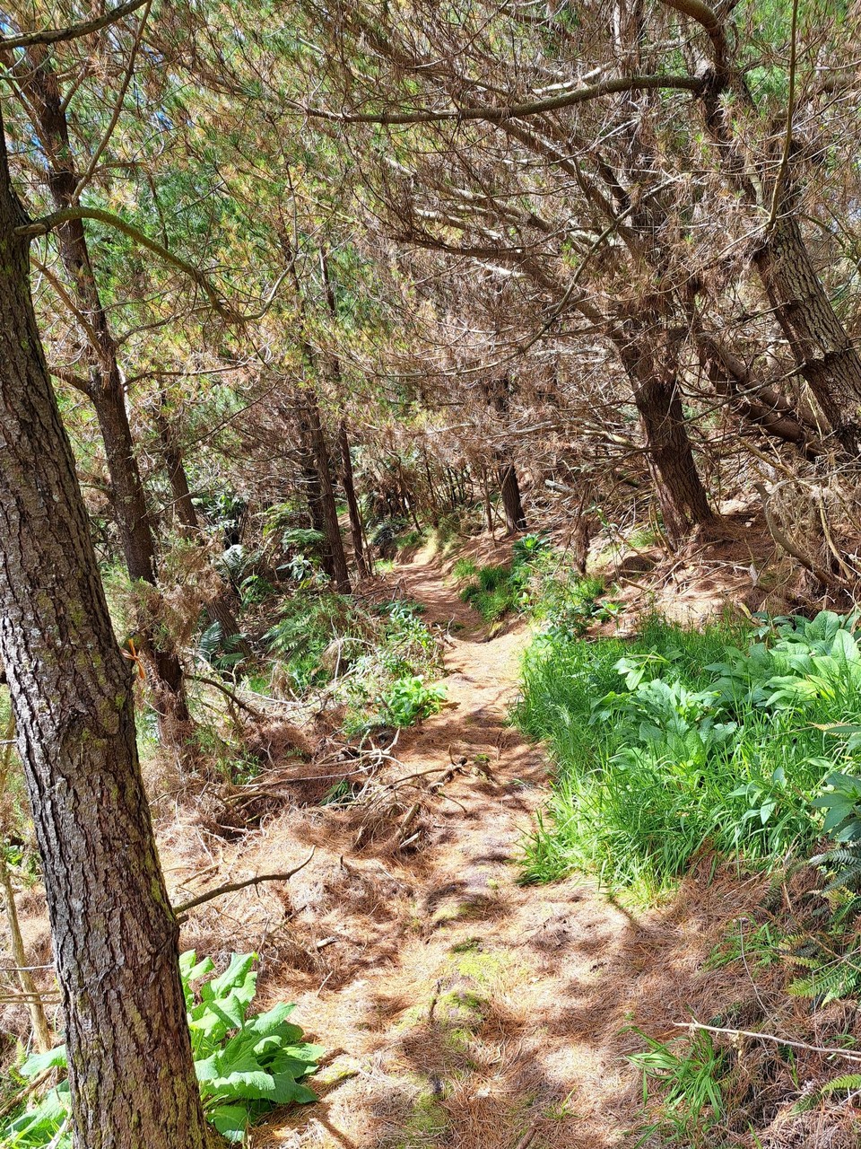 Neuseeland - Kerikeri - Trail durch den Wald 