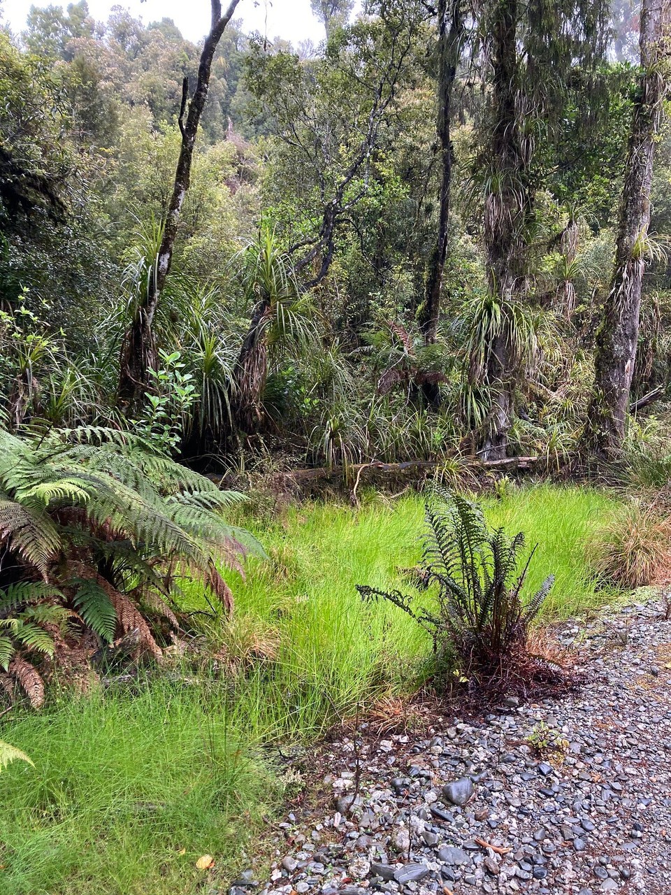 Neuseeland - Haast - Na das ist doch mal ein schönes Grasgrün 🤩