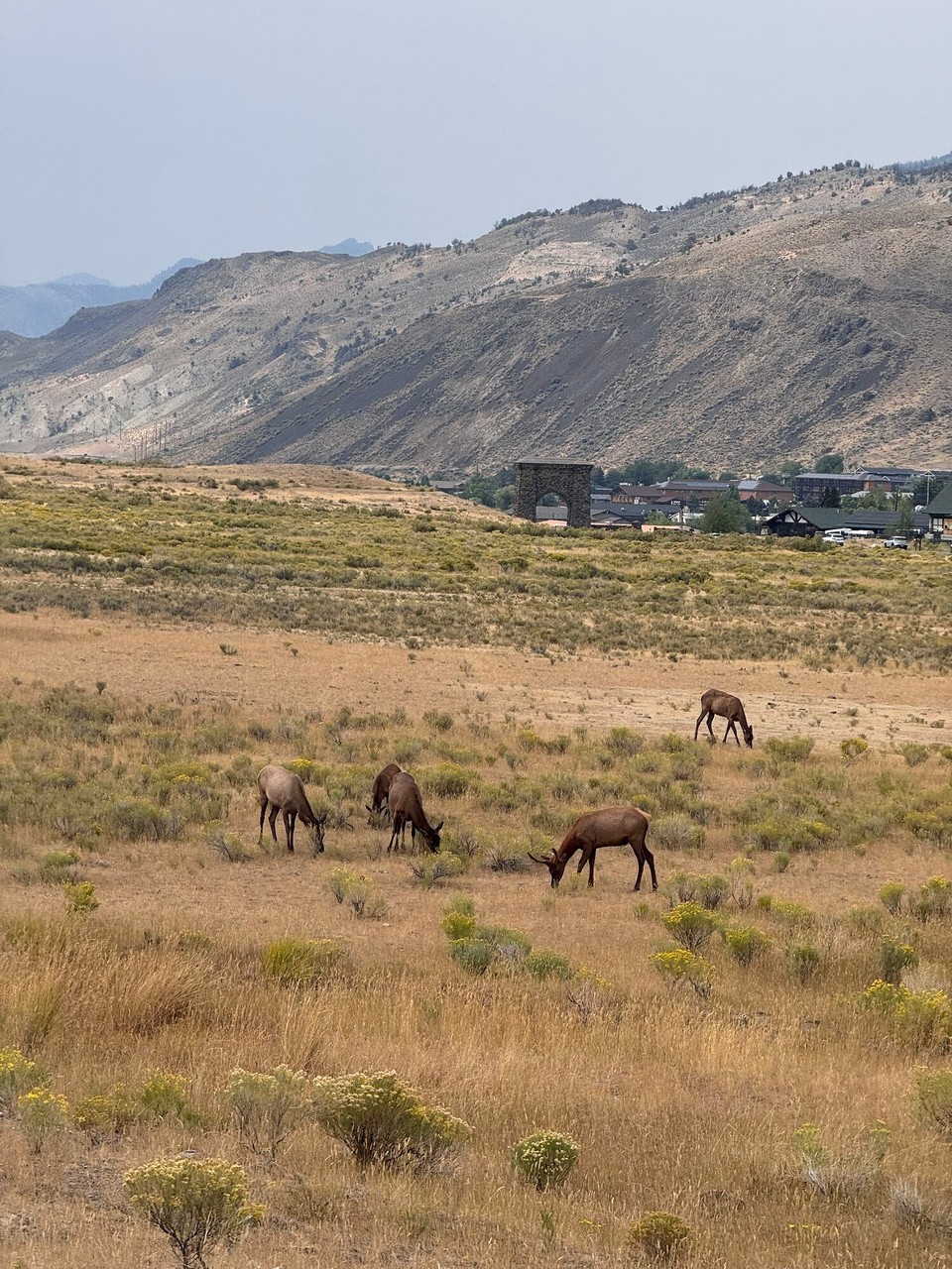 Vereinigte Staaten - Yellowstone National Park - Die heissed bi mier „riese Fiecher“ (en Gschicht us minnere Kindheit. Ha die au in Amerika ufem Camping gseh und ha de Mama gruefe: „do usse esch es riese Fiech“😂. Weiss ned genau wie die richtig heissed, aber glaub das sind so en Art Reh.😅