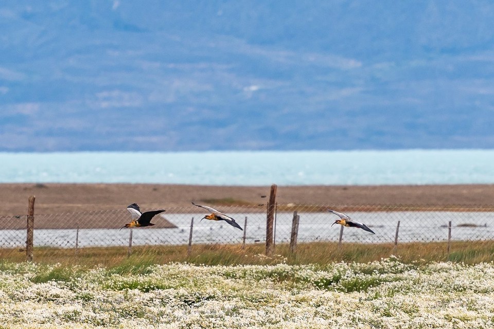 Argentinien - El Calafate - 