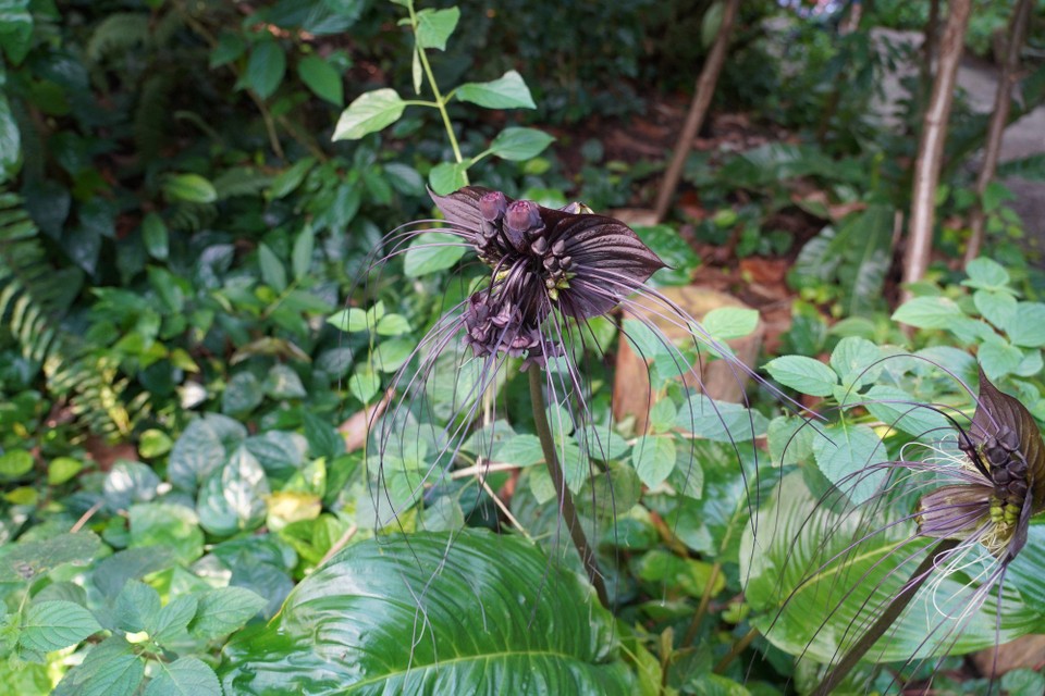 Madagaskar - unbekannt - 