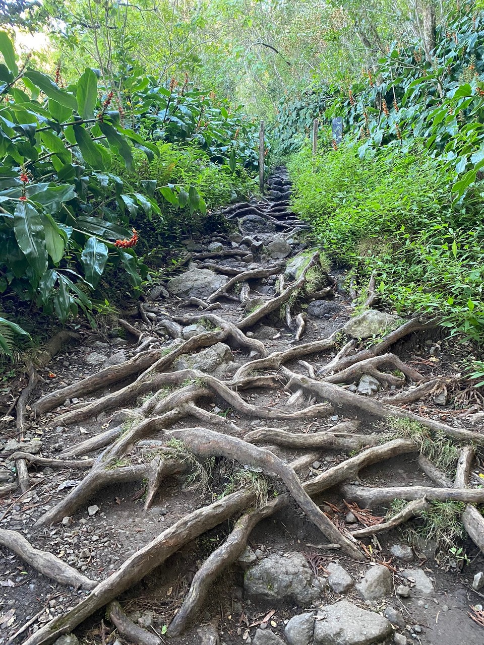 Réunion - Salazie - 