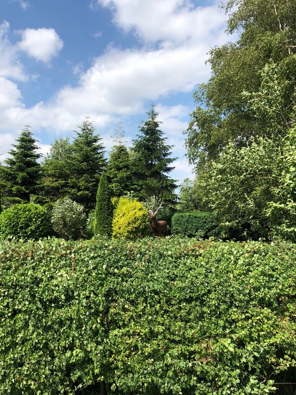 Deutschland - Sande - Hirsch