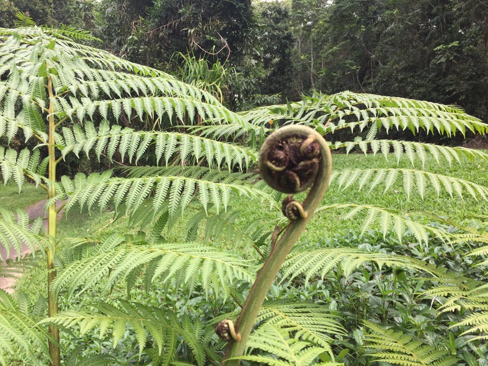 Australien - Mareeba - 