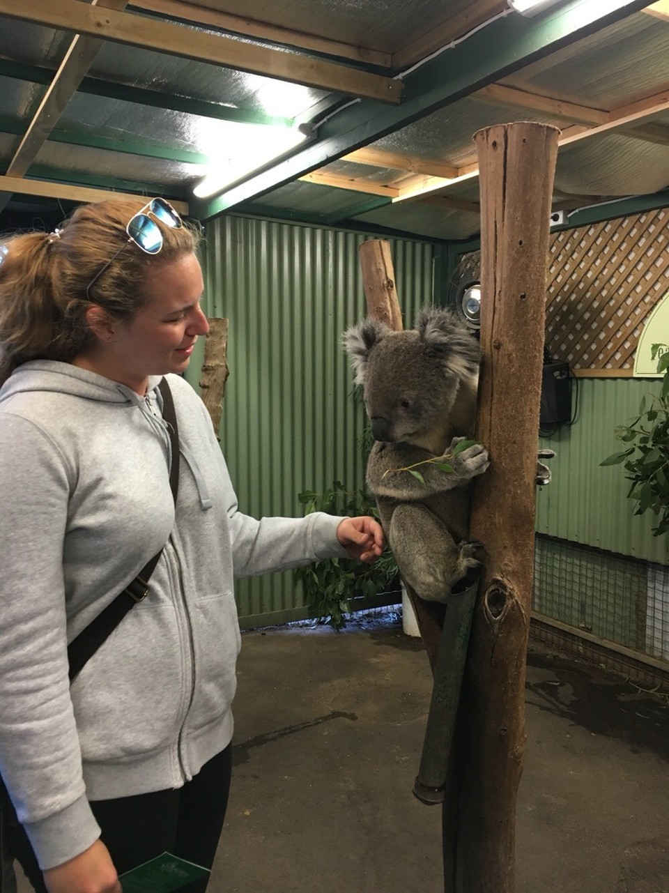 Australia - Sydney - In New South Wales ist es nicht erlaubt einen Koala zu halten - das muss man auch nicht die sind auch aus einer Distanz richtig süß