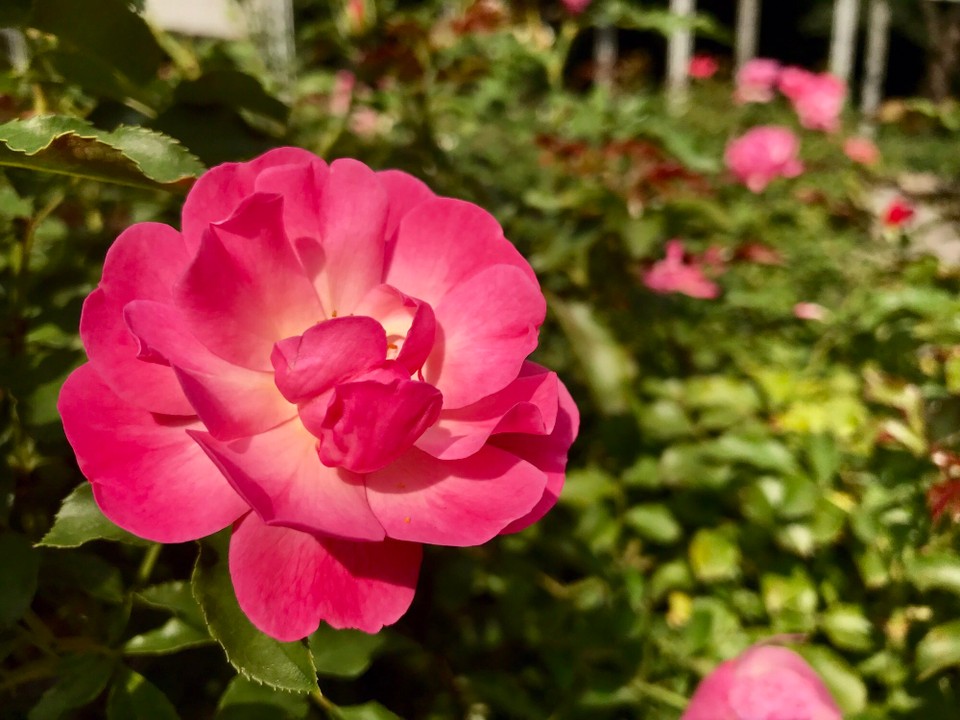 Ungarn - Budapest XIII. kerület - Rose Garden
